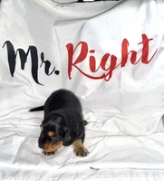 Artemis , a male Miniature Dachshund for sale in Homosassa, FL – 4 of 7