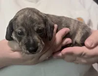 Skiff, a male Miniature Dachshund for sale in Homosassa, FL – 3 of 7