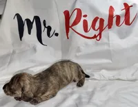 Skiff, a male Miniature Dachshund for sale in Homosassa, FL – 5 of 7