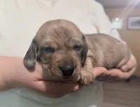 Magnus , a male Miniature Dachshund for sale in Homosassa, FL – 3 of 8