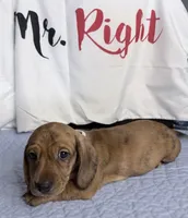 Magnus , a male Miniature Dachshund for sale in Homosassa, FL – 2 of 6