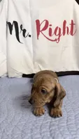 Magnus , a male Miniature Dachshund for sale in Homosassa, FL – 3 of 6