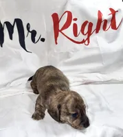 Skiff, a male Miniature Dachshund for sale in Homosassa, FL – 2 of 7