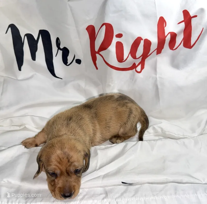 Magnus  – Miniature Dachshund puppy for sale in Homosassa, FL