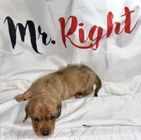 Magnus , a male Miniature Dachshund for sale in Homosassa, FL – 1 of 8