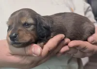 Freya, a female Miniature Dachshund for sale in Homosassa, FL – 5 of 6