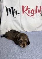 Mrkos , a male Miniature Dachshund for sale in Homosassa, FL – 3 of 6