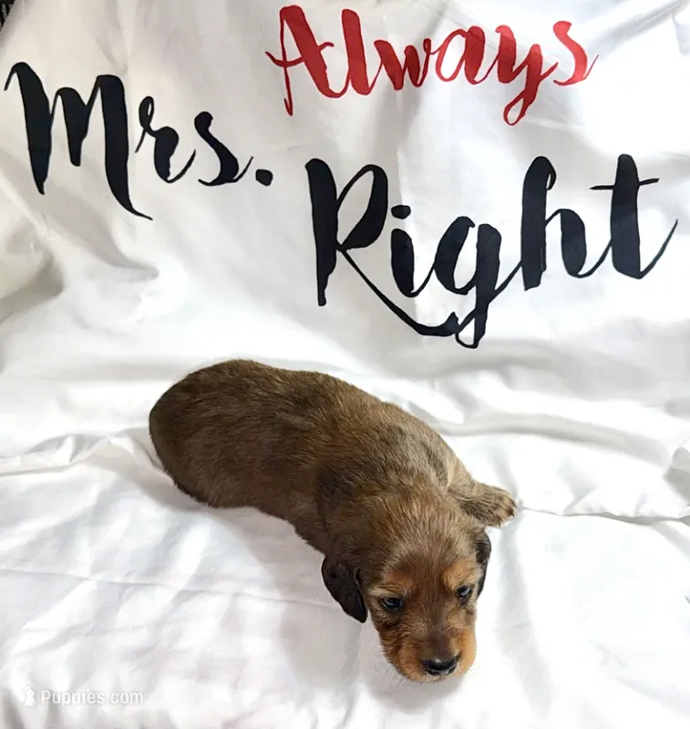 Freya – Miniature Dachshund puppy for sale in Homosassa, FL