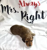Freya, a female Miniature Dachshund for sale in Homosassa, FL – 1 of 6