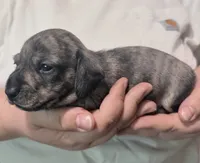 Skiff, a male Miniature Dachshund for sale in Homosassa, FL – 7 of 7