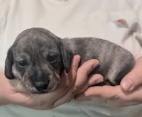Skiff, a male Miniature Dachshund for sale in Homosassa, FL – 6 of 7