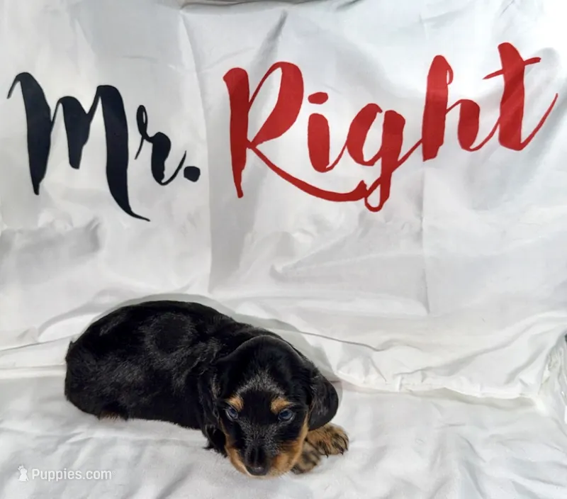 Hale  – Miniature Dachshund puppy for sale in Homosassa, FL