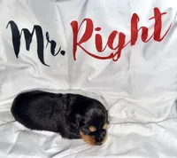 Artemis , a male Miniature Dachshund for sale in Homosassa, FL – 2 of 7