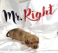 Magnus , a male Miniature Dachshund for sale in Homosassa, FL – 5 of 8