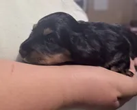 Hale , a male Miniature Dachshund for sale in Homosassa, FL – 7 of 8