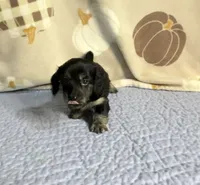 Justice , a female Miniature Dachshund for sale in Homosassa, FL – 4 of 4