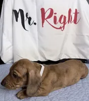 Magnus , a male Miniature Dachshund for sale in Homosassa, FL – 5 of 6
