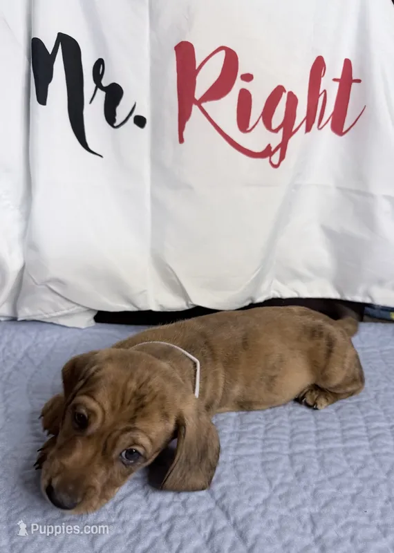 Magnus  – Miniature Dachshund puppy for sale in Homosassa, FL