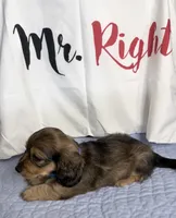 Mrkos , a male Miniature Dachshund for sale in Homosassa, FL – 5 of 6