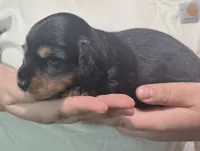 Artemis , a male Miniature Dachshund for sale in Homosassa, FL – 5 of 7