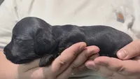 Tempel , a female Miniature Dachshund for sale in Homosassa, FL – 5 of 5