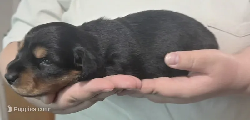 Artemis  – Miniature Dachshund puppy for sale in Homosassa, FL