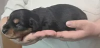 Artemis , a male Miniature Dachshund for sale in Homosassa, FL – 1 of 7