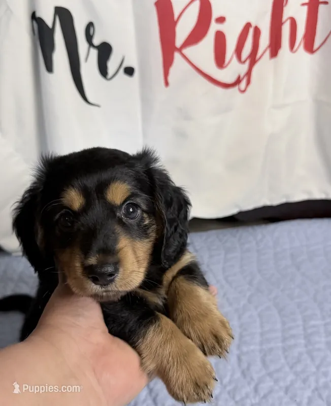 Artemis  – Miniature Dachshund puppy for sale in Homosassa, FL