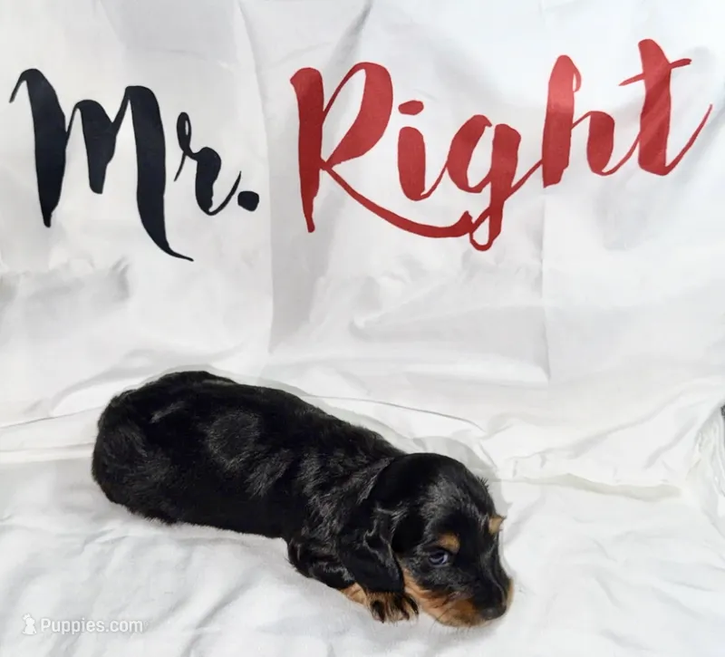 Hale  – Miniature Dachshund puppy for sale in Homosassa, FL