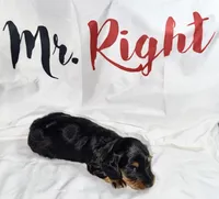 Hale , a male Miniature Dachshund for sale in Homosassa, FL – 5 of 8