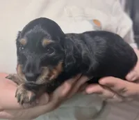 Hale , a male Miniature Dachshund for sale in Homosassa, FL – 8 of 8