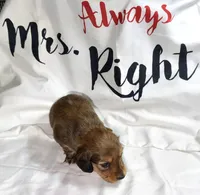 Freya, a female Miniature Dachshund for sale in Homosassa, FL – 3 of 6