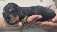 Gale , a female Miniature Dachshund for sale in Homosassa, FL – 3 of 5
