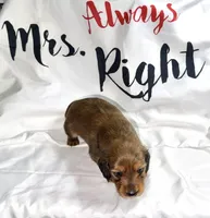 Freya, a female Miniature Dachshund for sale in Homosassa, FL – 2 of 6