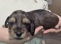 Mrkos , a male Miniature Dachshund for sale in Homosassa, FL – 4 of 7