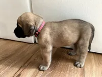 Aurora, a female English Mastiff for sale in Chesapeake, VA – 4 of 6