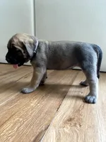 Rapunzel, a female English Mastiff for sale in Chesapeake, VA – 2 of 6