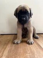 Aurora, a female English Mastiff for sale in Chesapeake, VA – 3 of 6
