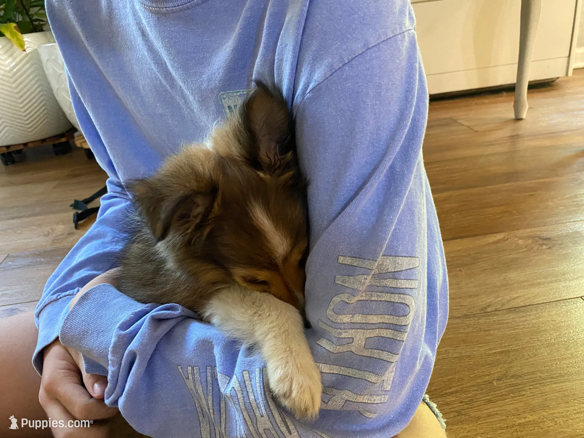 Charlie, a male Shetland Sheepdog for sale in Chesapeake, VA – 7 of 10