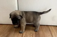 Peach, a female English Mastiff for sale in Chesapeake, VA – 4 of 6