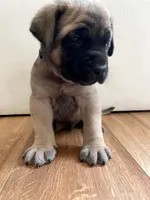 Aladdin, a male English Mastiff for sale in Chesapeake, VA – 2 of 5