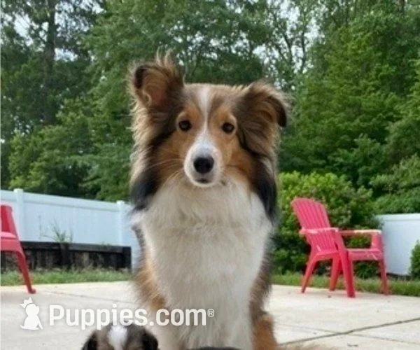 Charlie, a male Shetland Sheepdog for sale in Chesapeake, VA – 7 of 7