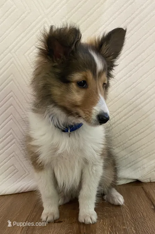 Charlie – Shetland Sheepdog puppy for sale in Chesapeake, VA