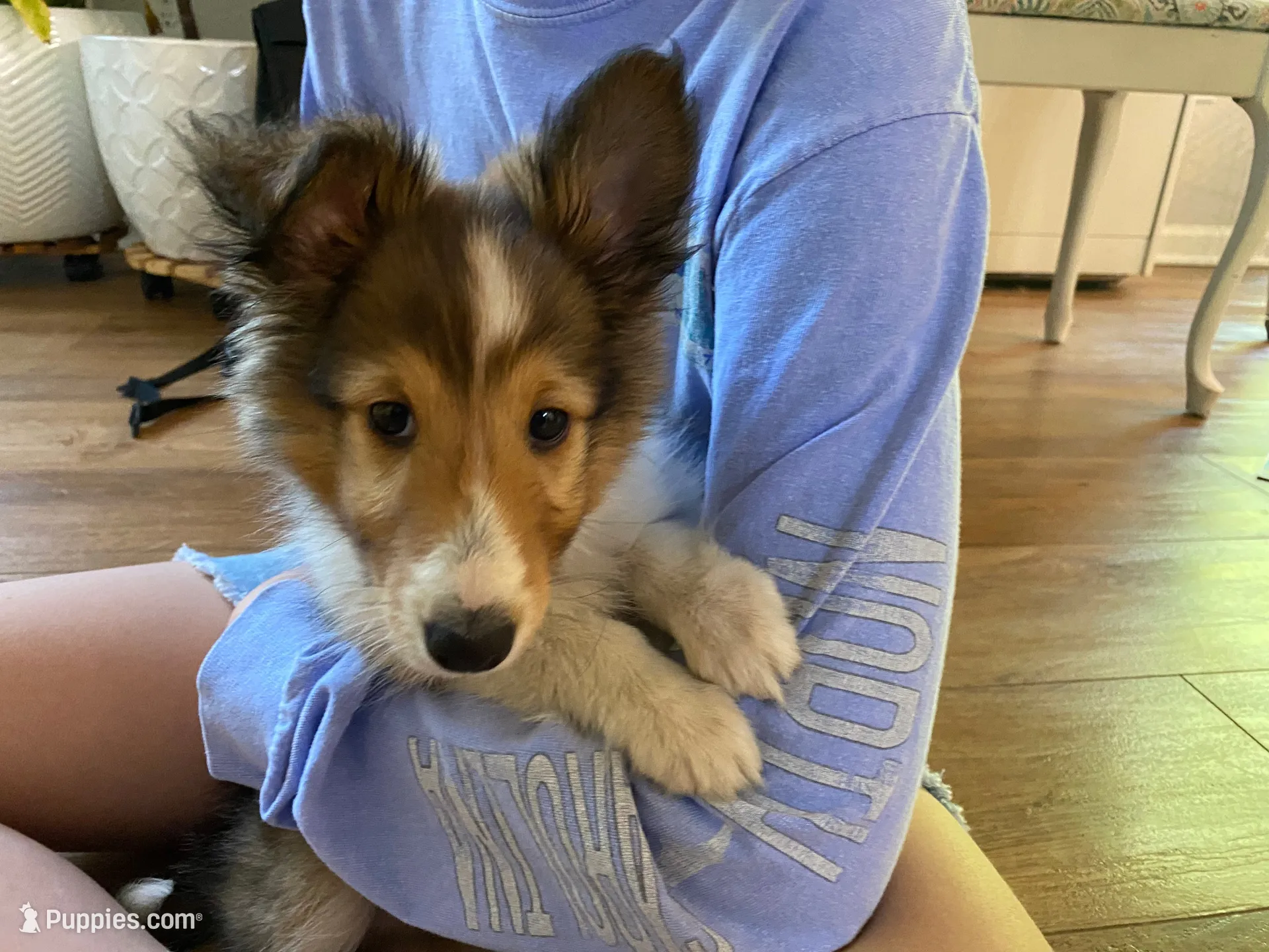 Charlie, a male Shetland Sheepdog for sale in Chesapeake, VA – 6 of 10