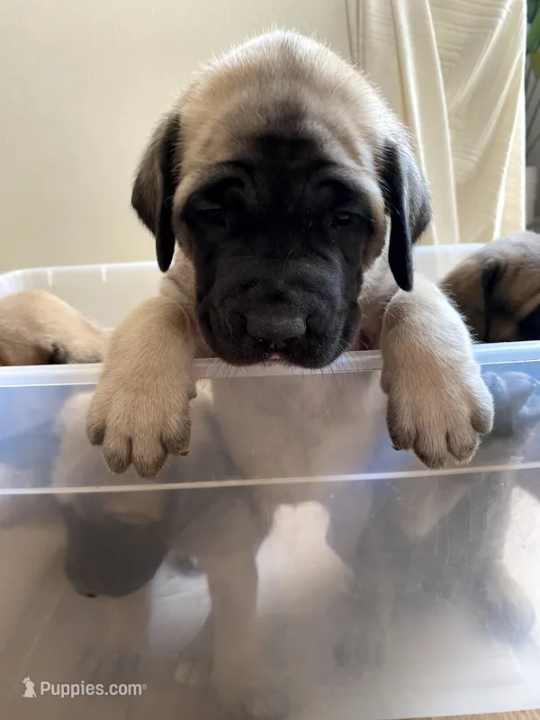 Ariel – English Mastiff puppy for sale in Chesapeake, VA