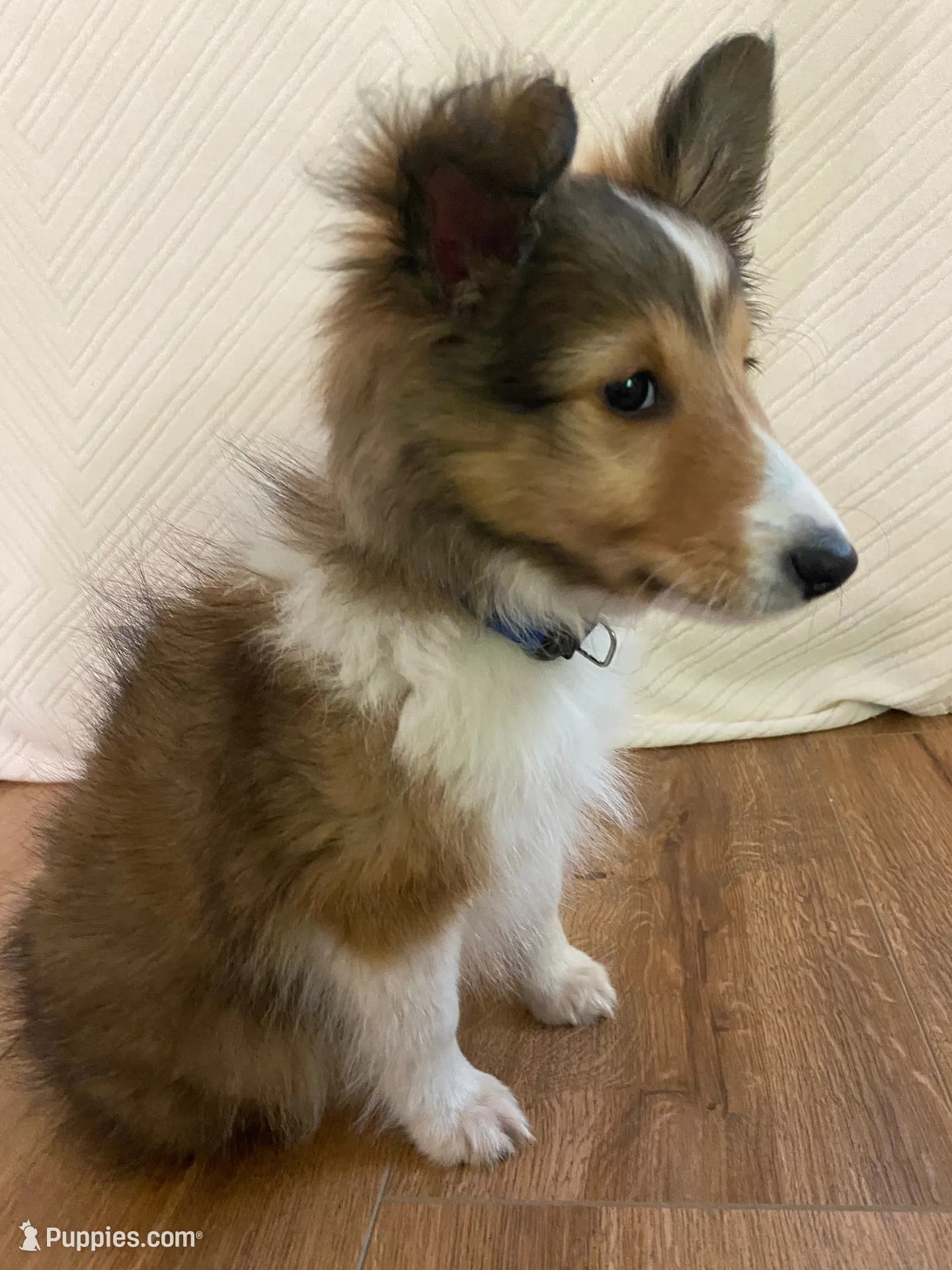 Charlie, a male Shetland Sheepdog for sale in Chesapeake, VA – 9 of 10