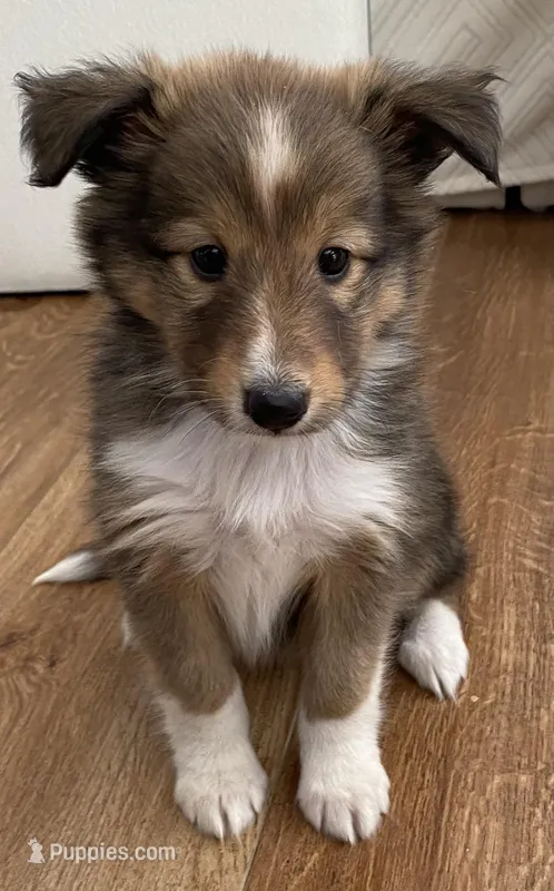 Pip – Shetland Sheepdog puppy for sale in Chesapeake, VA