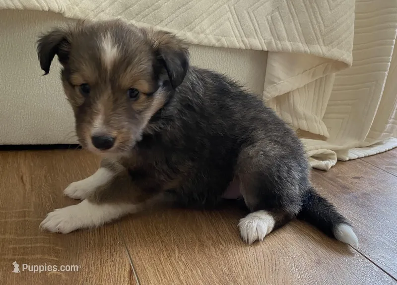 Pip – Shetland Sheepdog puppy for sale in Chesapeake, VA