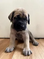 Rapunzel, a female English Mastiff for sale in Chesapeake, VA – 3 of 6
