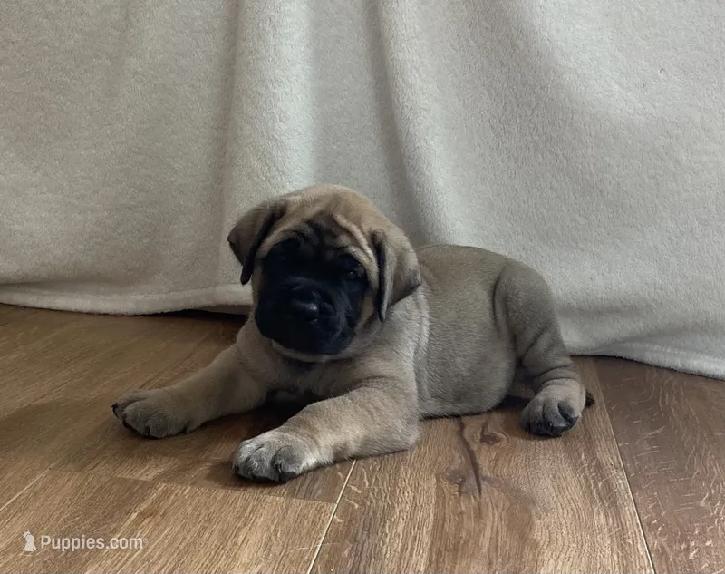 Peach – English Mastiff puppy for sale in Chesapeake, VA
